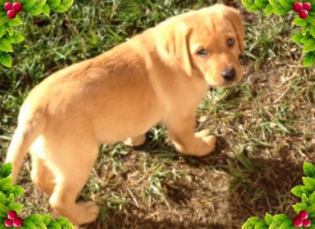 Primo natale insieme