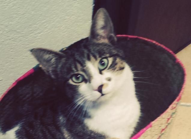 pronti per andare a fare la spesa :-)