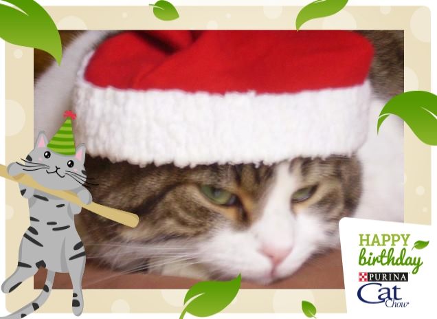 Che barba 'sta festa!