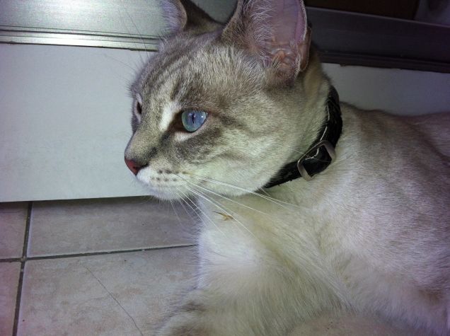 felice natale a tutti !!!!