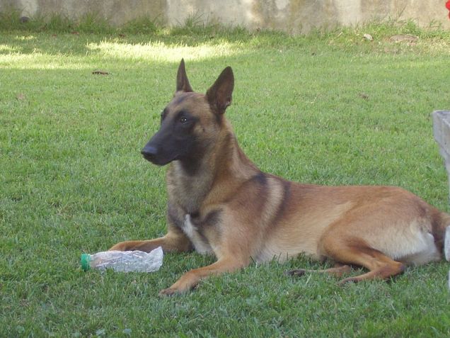 bau bau nel giardino