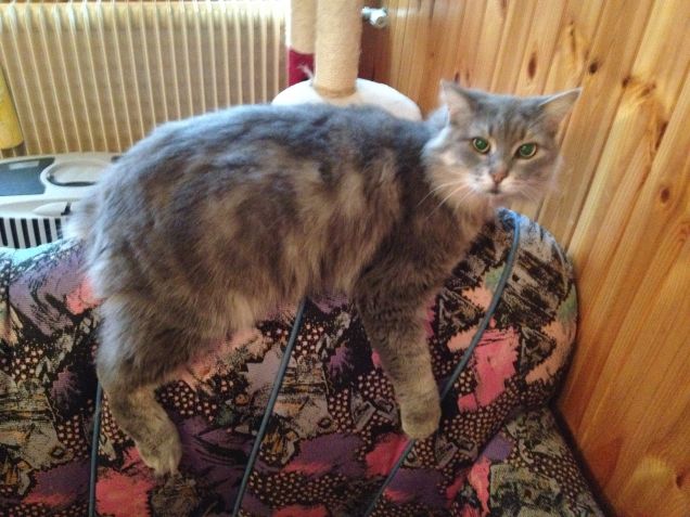 Patata a cavalo del divano