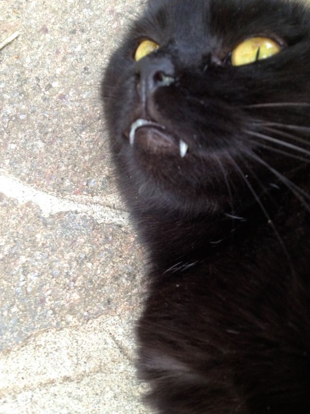 aaaargh! buon natale!