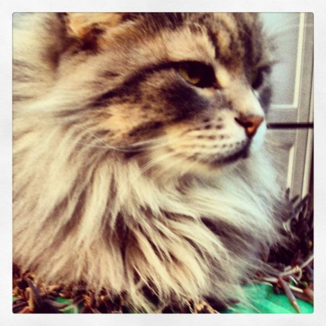 Patata, gattona norvegese