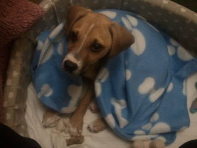 il mio cucciolo lillo