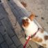 OFFRESI SERVIZIO DOG SITTER ! zona Caserta,San Nicola la Strada,San Marco