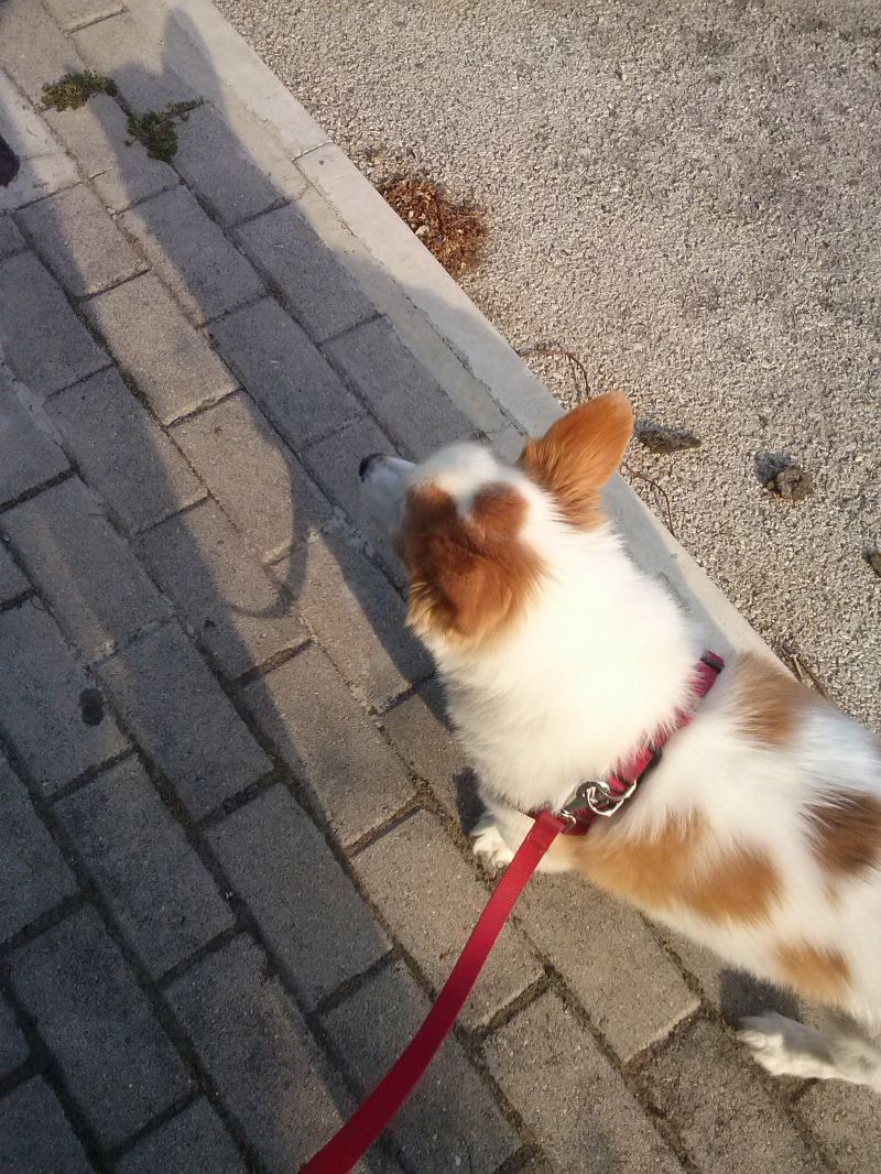 OFFRESI SERVIZIO DOG SITTER ! zona Caserta,San Nicola la Strada,San Marco