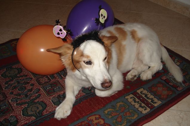 Merry Christmas and Happy Bau Year !