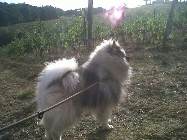 Mirtillo controlla le vigne - 10 mesi