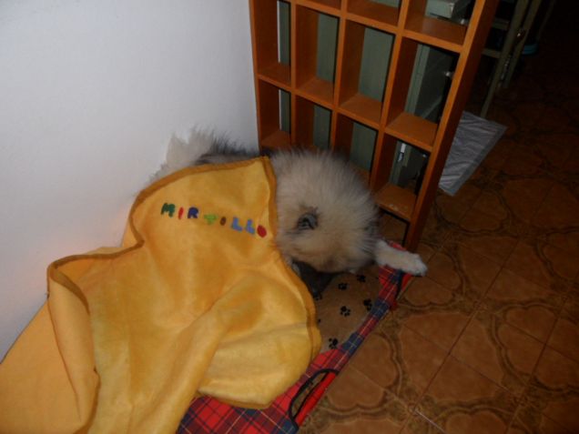 Mirtillo e la sua copertina