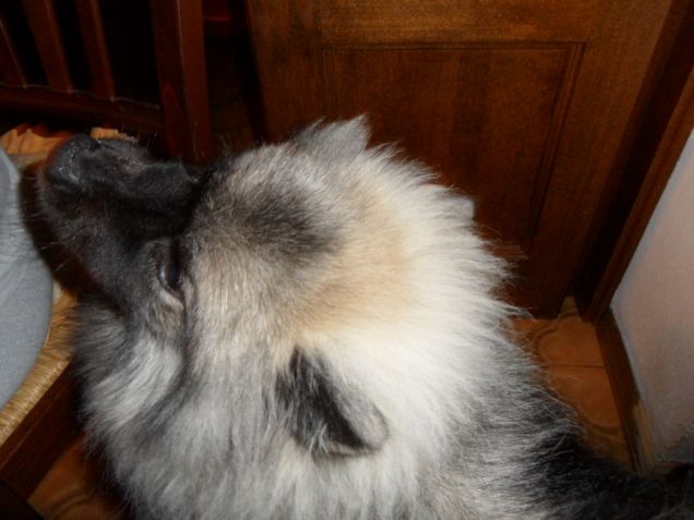 Mirtillo aspetta il gelato