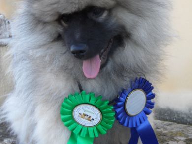 Spirito Libero - detto Mirtillo