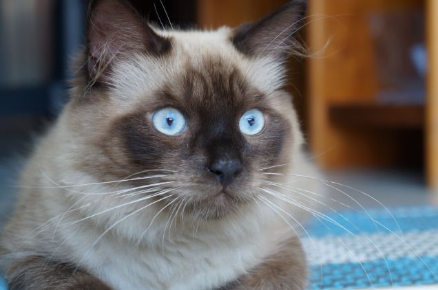 Come è diventato :)