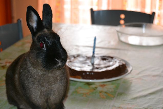 Compleanno Bunny!