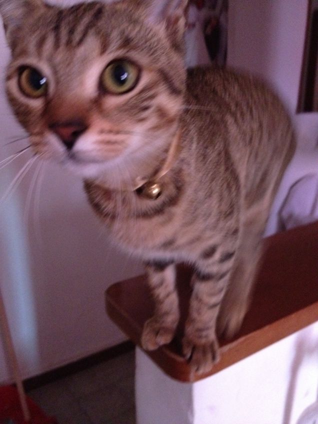 con il suo campanellino al collo..