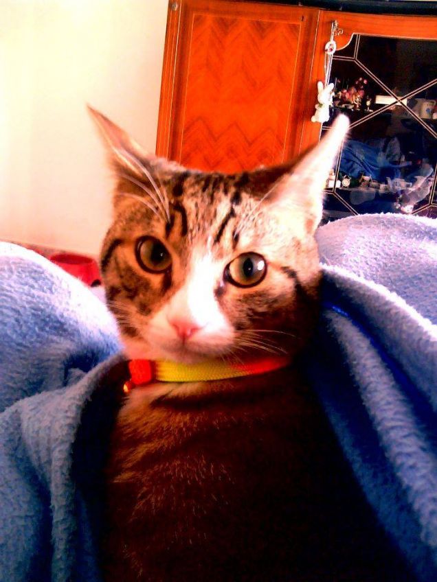 Io sono il Dottore ...