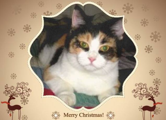 Merry Christmeewwwws