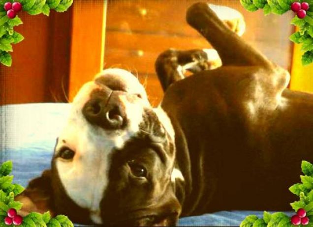 kora e il suo musetto da coccolare