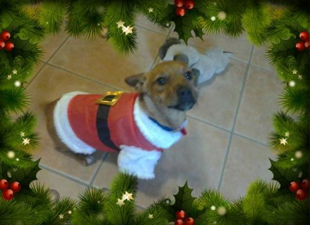 buon natale da bau natale!