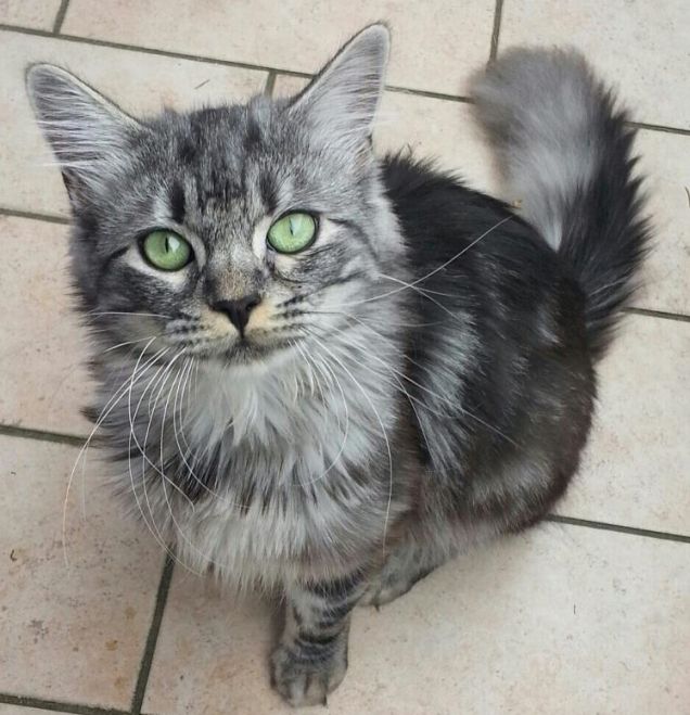 ...non sono stato io !