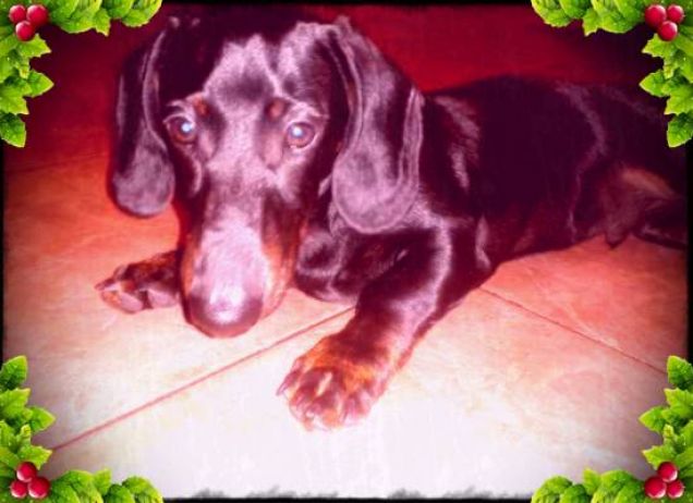 merry friskies cristhmas