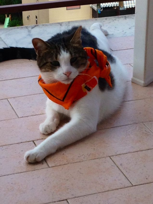 Ratto il pirata dei caraibi