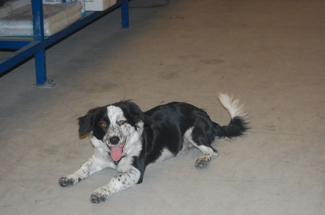 PICO WISH YOU A VERY MERRY FRISKIES!