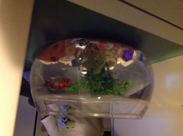 Cico: pesce rosso di Kristian