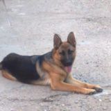 sara