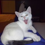 Matteo