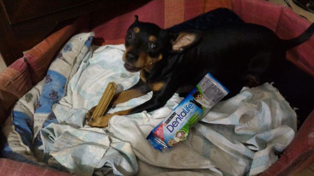 Buonissimo questo Purina Dentalife!!!!! 