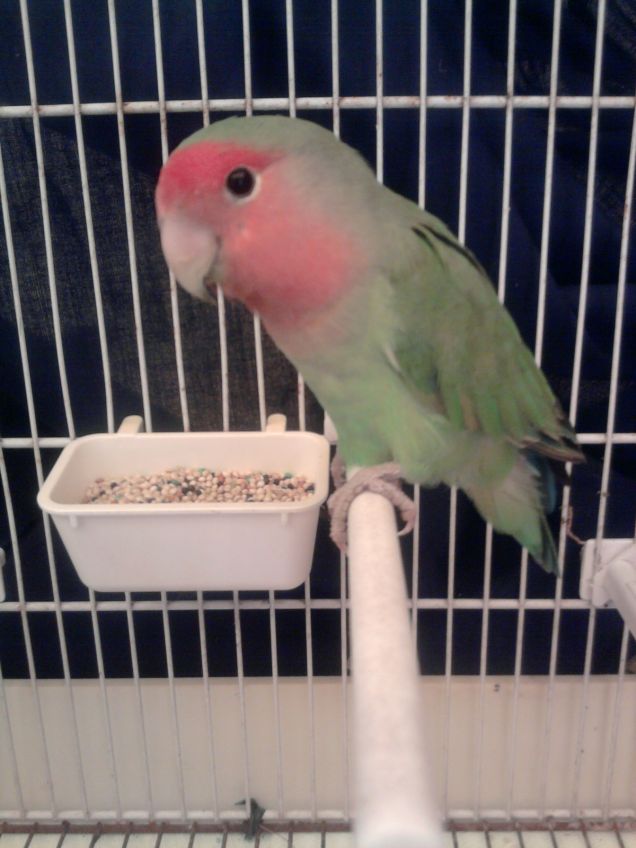 Ciccirillo in posa per la foto