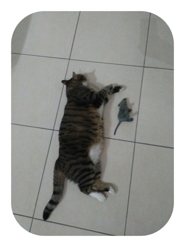 Il topo dorme sempre con me