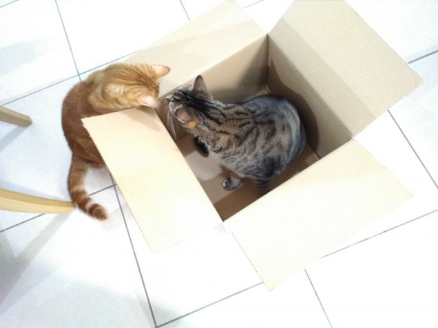I gatti e l'amore per le scatole 