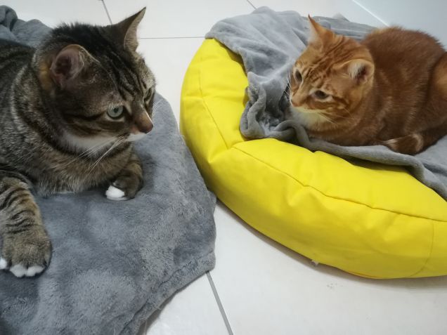 Chiacchere tra fratelli