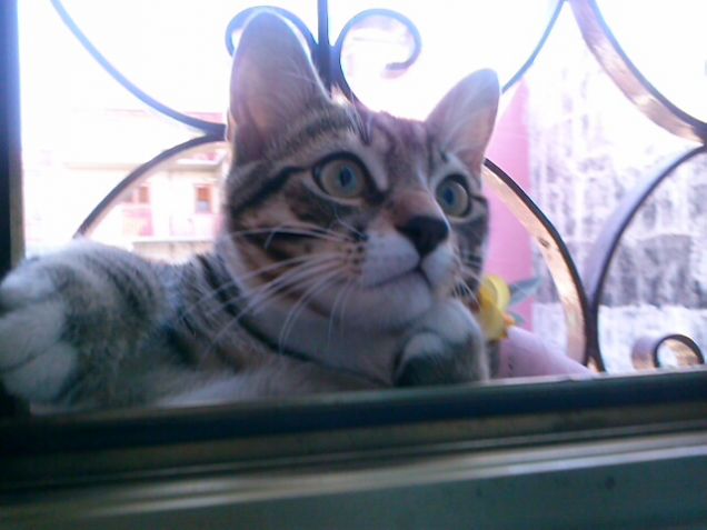 ESSERE O NON ESSERE...