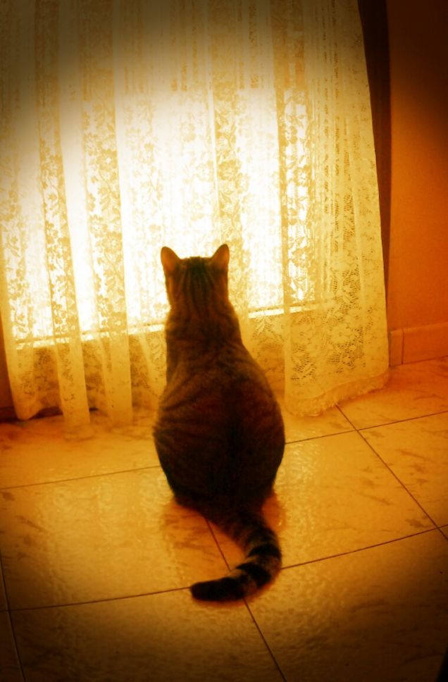 OH OH! C'ERA UN UCCELLINO!