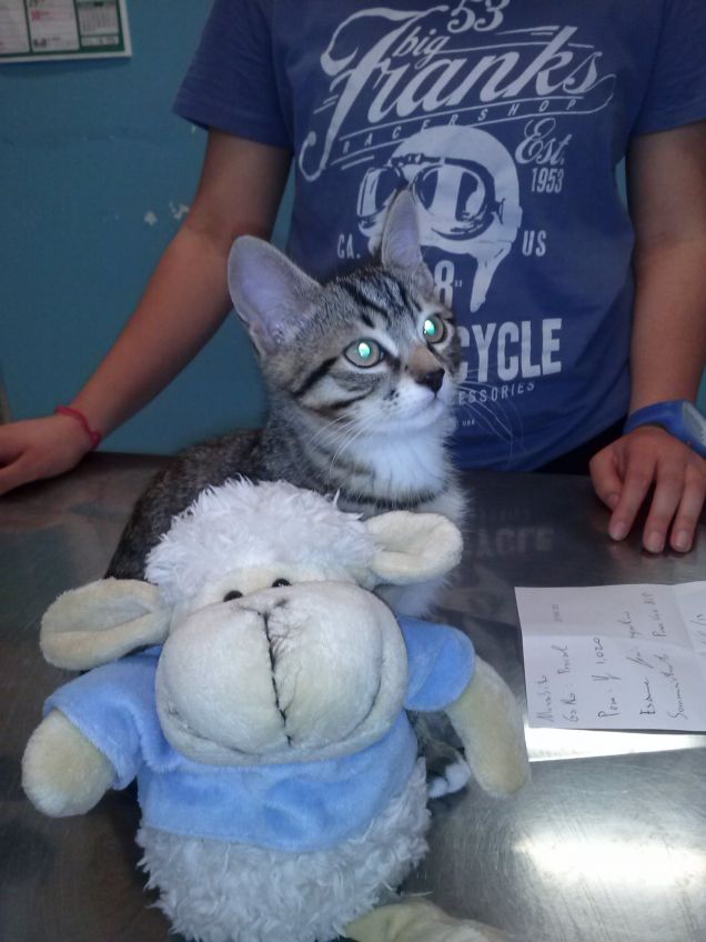 prima visita da veterinario