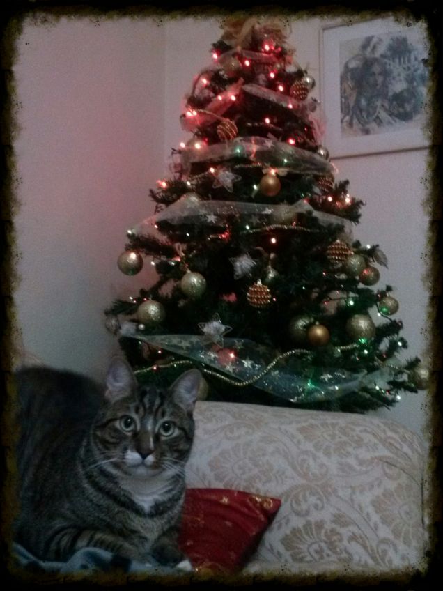 Albero pronto!!!!