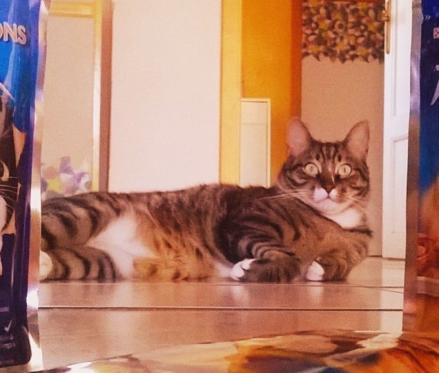 Pascal