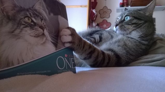 voglio fare il modello