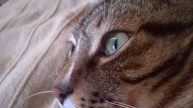 oh oh oh occhi di gatto :-)