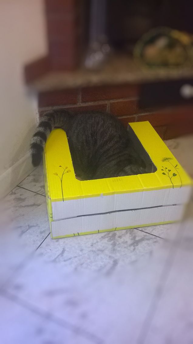 cosi non mi vedrà nessuno