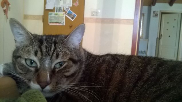 silenzioooo....devo dormire