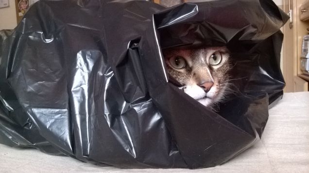 Non dire Gatto se non ce l'hai nel sacco!!!!