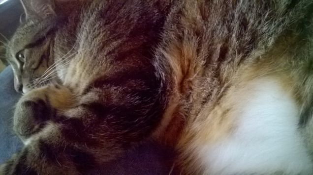 Tanto pelo quanto amore!!!