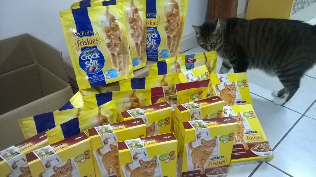 aiutiamo i gatti meno fortunati