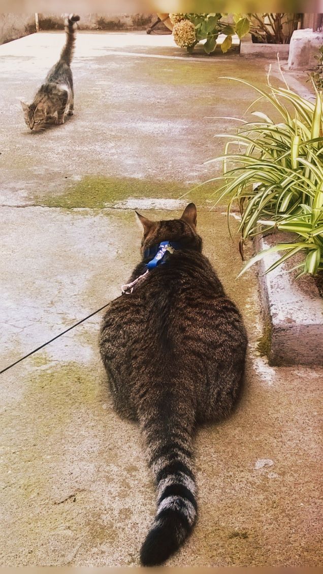 Primo incontro con una gatta :-)