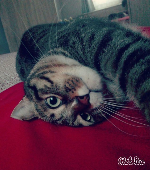 Voglia di coccole!!!