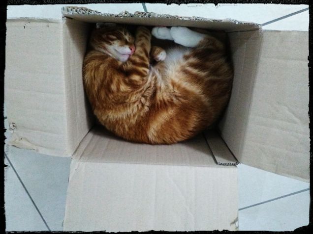 Amore per le scatole